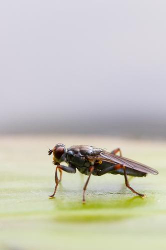 Hydromyza livens